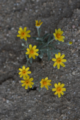 Eriophyllum ambiguum