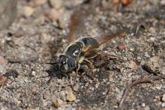 Callicera erratica