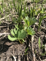 Delphinium viridescens
