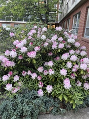 Rhododendron williamsianum