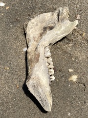 Sus scrofa domesticus