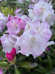 Rhododendron williamsianum
