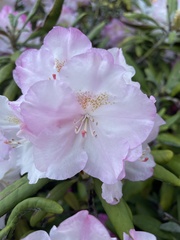 Rhododendron williamsianum