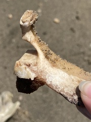 Sus scrofa domesticus