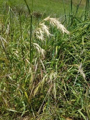 Bromus berteroanus