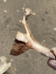 Sus scrofa domesticus