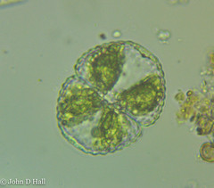 Cosmarium botrytis