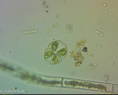 Cosmarium botrytis