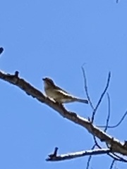 Vireo plumbeus