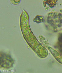 Ophiocytium