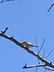 Vireo plumbeus