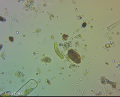 Ophiocytium