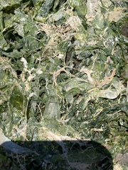 Ulva