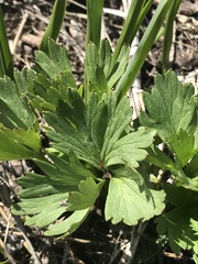 Delphinium viridescens