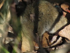 Abrothrix olivacea
