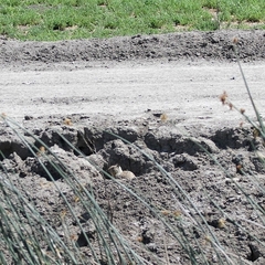 Otospermophilus beecheyi