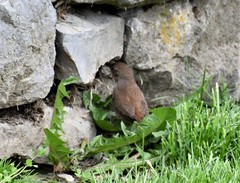 Troglodytes hiemalis