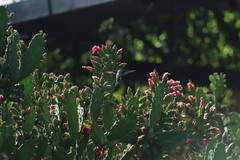 Heliomaster constantii