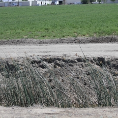 Otospermophilus beecheyi