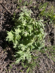 Hydrophyllum fendleri