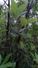 Hydrangea aspera
