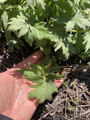 Hydrophyllum fendleri