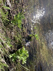 Delphinium viridescens