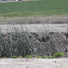 Otospermophilus beecheyi