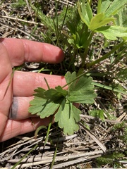 Delphinium viridescens