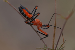Poecilobdallus formosus