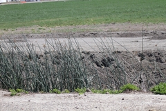 Otospermophilus beecheyi