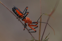 Poecilobdallus formosus