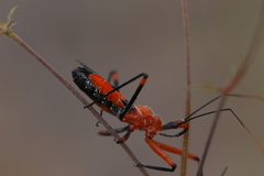 Poecilobdallus formosus