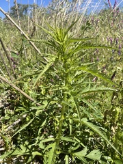 Datisca glomerata