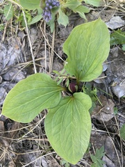 Trillium petiolatum