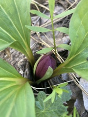 Trillium petiolatum
