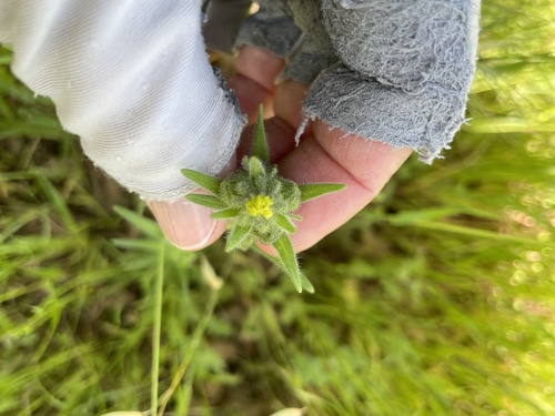 iNaturalist observation photo of grassy tarweed
