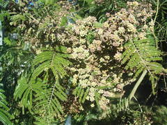 Dasineura rubiformis