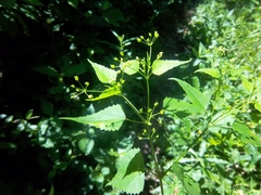 Spananthe paniculata