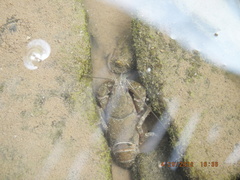 Cambarus bartonii cavatus