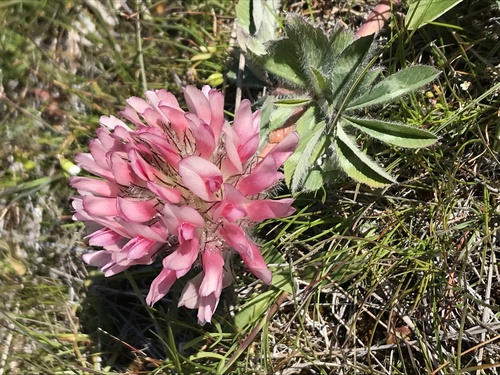 largehead clover (Trifolium macrocephalum)