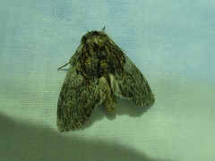 Peridea basitriens