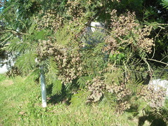 Dasineura rubiformis
