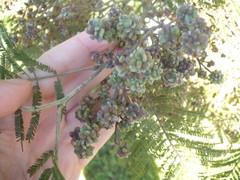 Dasineura rubiformis
