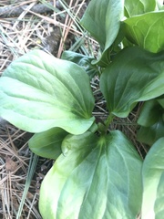 Trillium petiolatum