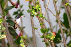 Leucolia violiceps