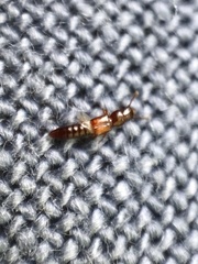 Osoriinae