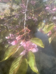Prunus