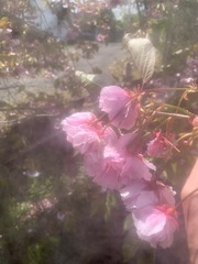 Prunus