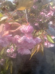 Prunus